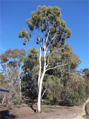 APII jpeg image of Eucalyptus argophloia  © contact APII