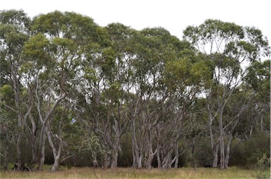 APII jpeg image of Eucalyptus pauciflora  © contact APII