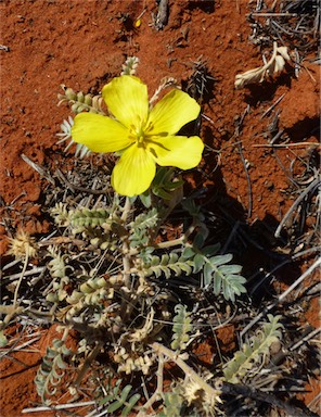 APII jpeg image of Tribulus hystrix  © contact APII