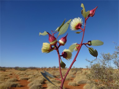 APII jpeg image of Eucalyptus pachyphylla  © contact APII