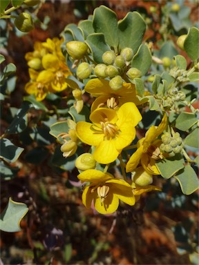 APII jpeg image of Senna artemisioides subsp. oligophylla  © contact APII