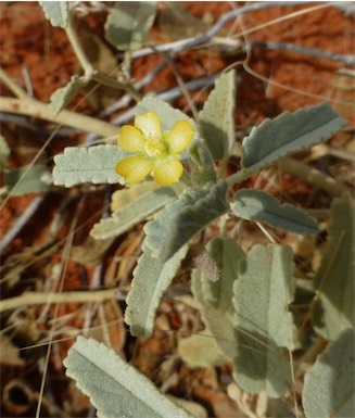 APII jpeg image of Sida sp. Simpson Desert dunes (P.K.Latz 18008)  © contact APII