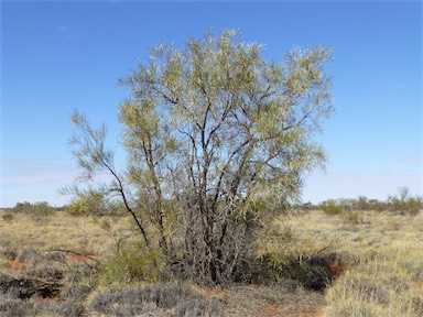 APII jpeg image of Acacia sericophylla  © contact APII