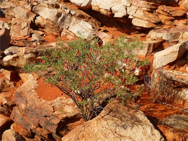 APII jpeg image of Eremophila latrobei subsp. glabra  © contact APII