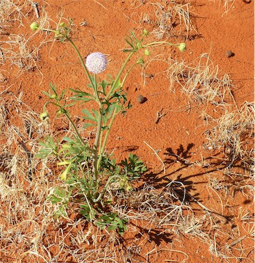 APII jpeg image of Trachymene glaucifolia  © contact APII