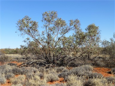 APII jpeg image of Eucalyptus gamophylla  © contact APII