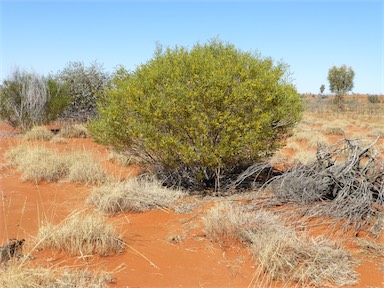 APII jpeg image of Acacia ligulata  © contact APII