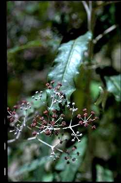 APII jpeg image of Astrotricha sp. Mount Boss (P.Gilmour 7907)  © contact APII