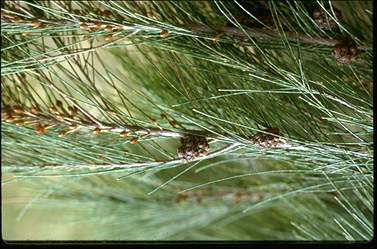 APII jpeg image of Allocasuarina littoralis  © contact APII