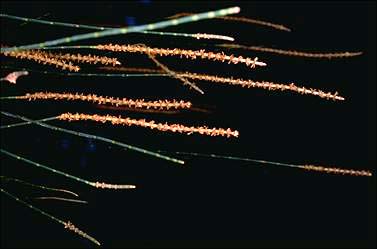 APII jpeg image of Allocasuarina verticillata  © contact APII