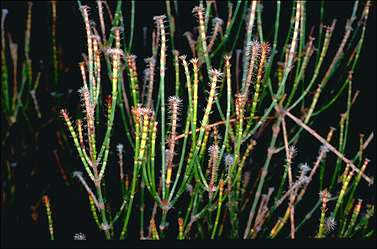 APII jpeg image of Allocasuarina trichodon  © contact APII