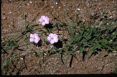 APII jpeg image of Convolvulus erubescans  © contact APII