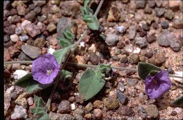 APII jpeg image of Evolvulus alsinoides var. decumbens  © contact APII