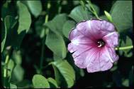 Ipomoea costata