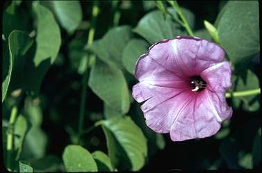 APII jpeg image of Ipomoea costata  © contact APII