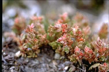 APII jpeg image of Crassula sieberiana  © contact APII