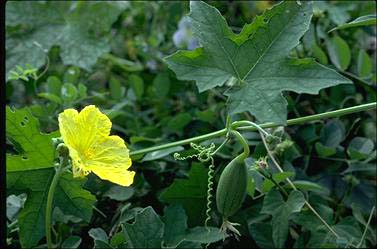 APII jpeg image of Luffa aegyptiaca var. leiocarpa  © contact APII