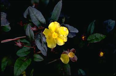 APII jpeg image of Hibbertia dentata  © contact APII