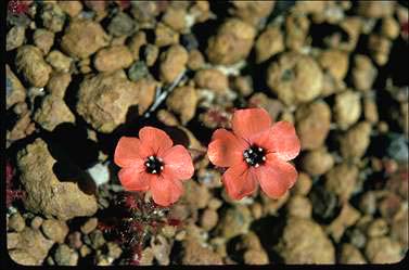 APII jpeg image of Drosera barbigera  © contact APII