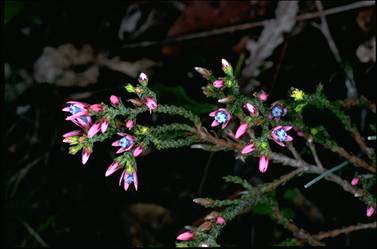 APII jpeg image of Andersonia parvifolia  © contact APII