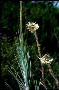 APII jpeg image of Dasypogon obliquifolius  © contact APII