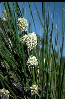 APII jpeg image of Lomandra leucocephala subsp. robusta  © contact APII