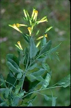 APII jpeg image of Nicotiana glauca  © contact APII