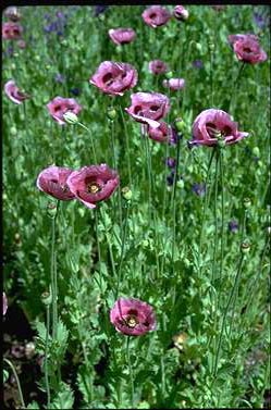 APII jpeg image of Papaver samuliferum subsp. setigerum  © contact APII