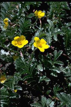 APII jpeg image of Potentilla anserina  © contact APII