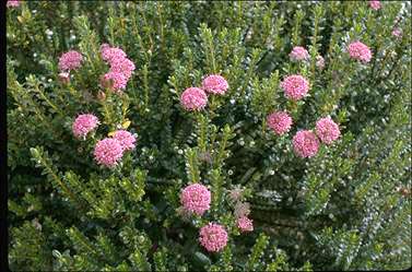 APII jpeg image of Pimelea ferruginea  © contact APII