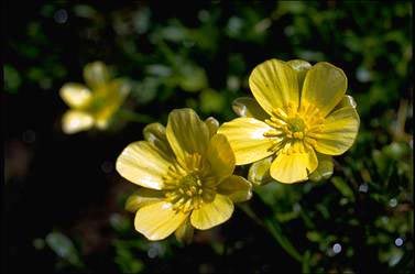 APII jpeg image of Ranunculus gunnianus  © contact APII