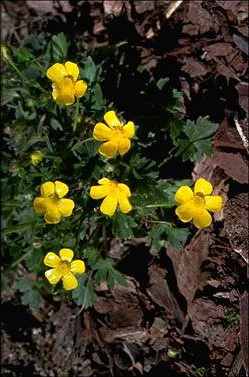 APII jpeg image of Ranunculus lappaceus  © contact APII