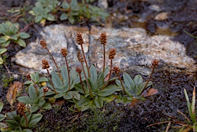 APII jpeg image of Plantago alpestris  © contact APII