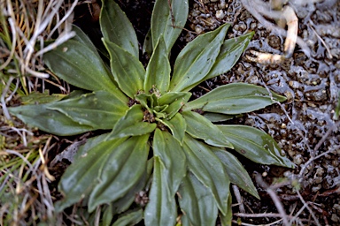 APII jpeg image of Plantago muelleri  © contact APII