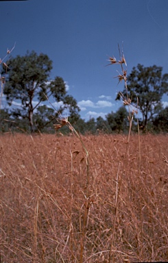 APII jpeg image of Themeda triandra  © contact APII