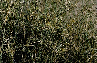 APII jpeg image of Zygochloa paradoxa  © contact APII