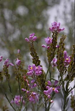 APII jpeg image of Comesperma polygaloides  © contact APII