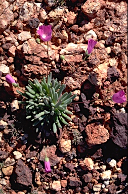 APII jpeg image of Calandrinia eremaea  © contact APII