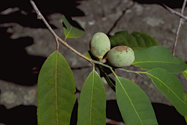 APII jpeg image of Myristica insipida  © contact APII