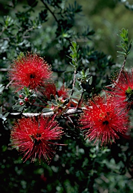 APII jpeg image of Kunzea pulchella  © contact APII