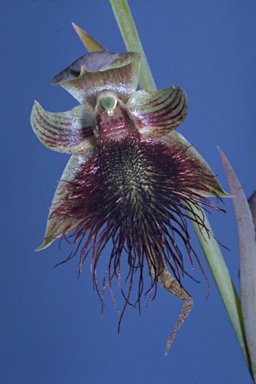 APII jpeg image of Calochilus paludosus  © contact APII