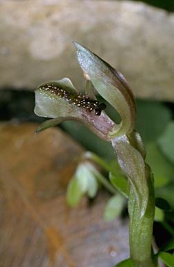 APII jpeg image of Chiloglottis formicifera  © contact APII