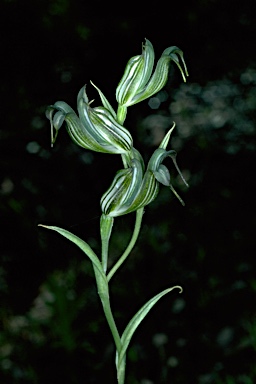 APII jpeg image of Pterostylis recurva  © contact APII