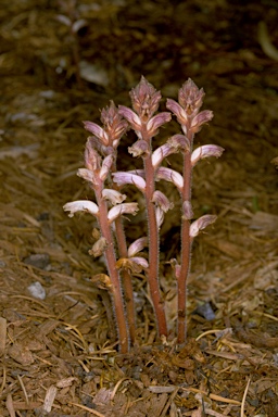 APII jpeg image of Orobanche minor  © contact APII