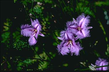 APII jpeg image of Thysanotus tuberosus subsp. tuberosus  © contact APII