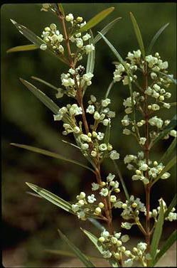 APII jpeg image of Logania floribunda  © contact APII