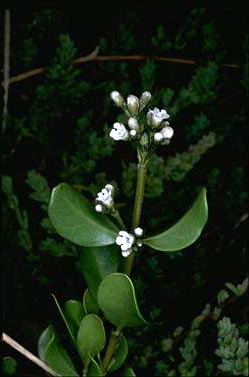 APII jpeg image of Logania ovata  © contact APII