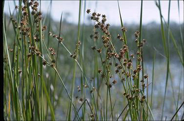 APII jpeg image of Juncus prismatocarpus  © contact APII