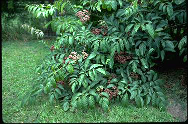 APII jpeg image of Leea novoguineensis  © contact APII