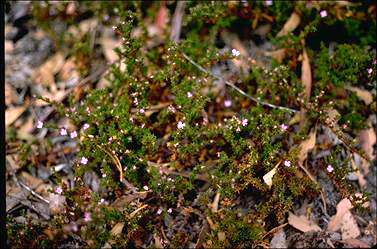 APII jpeg image of Frankenia tetrapetala  © contact APII